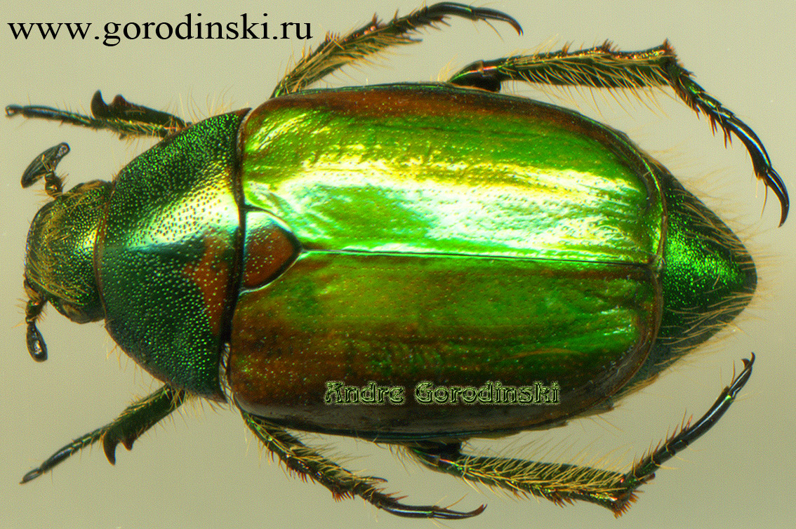 http://www.gorodinski.ru/scarabs/Anomala opalina.jpg